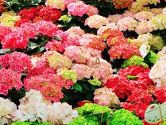 -上海鲜花港