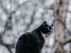 -大觉寺-停车场