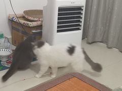 -动物缘宠物医院·骨科·猫科(西二环店)
