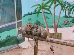 -西霞口神雕山野生动物世界