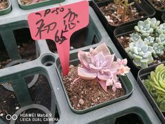 -龙大花卉苗木市场