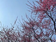 -重庆彩云湖湿地公园