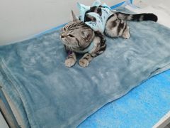 -纳吉亚猫专科动物诊疗中心(蒋宅口分院)