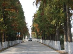 -金山农民画村-枫泾波兰倒置屋