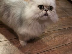 -more than meow吴止猫主题餐厅(承德 中船汇店)