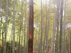 -杭州黄龙洞