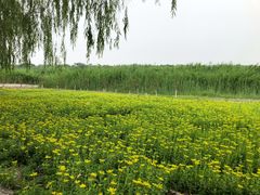 -西青郊野公园