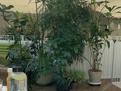 -大树餐厅(红旗街万达店)