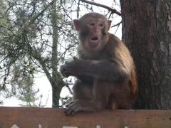 -重庆雨台山风景区