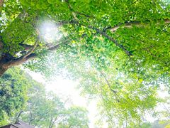 -素山寺森林公园