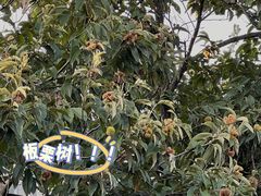 -帐篷客·溪龙茶谷度假酒店