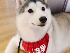 -Husky Go! 哈士奇体验馆·宠物咖啡厅狗咖