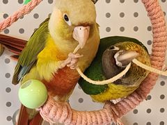 -吉丁鸟咖·异宠·寄养