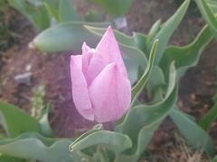 -长春公园(普阳街道)