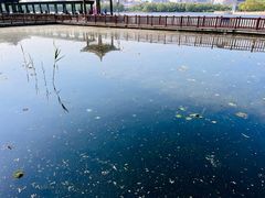 -莲花池公园