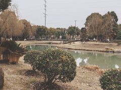 -九科绿洲