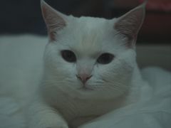 -守诺宠物医院·眼科· 神经外科·爬宠专科(虹口店)