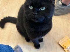 -有喵·猫咖·狗咖·30几只猫10只小狗(岗厦店)