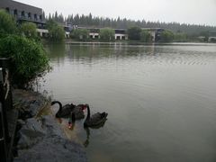 android_upload_pic-上海怡沁园度假酒店