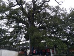-新安江山水画廊风景区