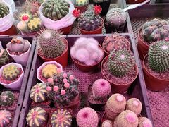 -花鸟鱼虫鲜花绿植市场(玉泉路店)
