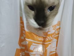 -瑞鹏宠物医院·超声·骨科·奇麟分院(蜀都万达店)