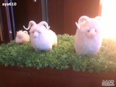 -内蒙古大厦酒店