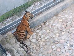-五龙山野生动物王国
