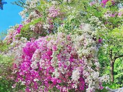 -深圳国际园林花卉博览园