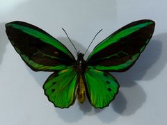 -上海昆虫博物馆