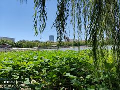 -莲花池公园