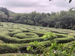 -大屏嶂森林公园
