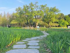 -上海共青森林公园