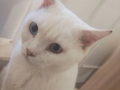 -楼上猫咖(罗湖店)