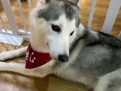 -Husky Go! 哈士奇体验馆·宠物咖啡厅狗咖