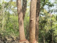 -上海佘山国家森林公园天马山园