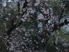 -杭州植物园