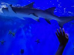 -太平洋海底世界