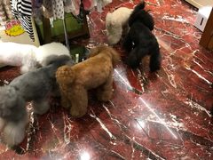 -多卡布奇宠物生活馆(上林世家店)