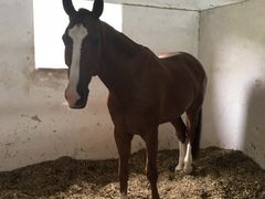 -松声马术俱乐部