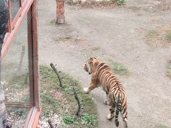 -上海野生动物园老虎餐厅