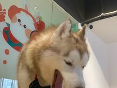 -Husky Go! 哈士奇体验馆·宠物咖啡厅狗咖