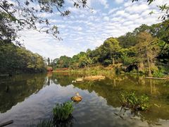 -深圳仙湖植物园