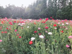 -上海滨江森林公园