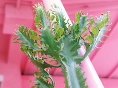 -胖爸爸烘焙工作室(平湖家居店)