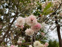 -天适樱花悠乐园