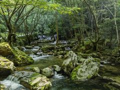 -牛背梁国家森林公园