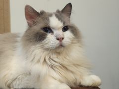 -楼上猫咖(罗湖店)