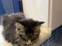 -伟伟宠物医院·CT影像中心·瑞派犬猫综合性门诊(汉口总院)