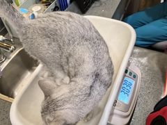 -宠颐生斯嘉宠物医院·急重症·心内科(谷阳北路分院)